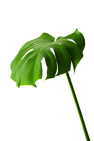 Hojas Monstera Decorando Para Diseño Composición Hoja Monstera Deliciosa Planta — Foto de Stock