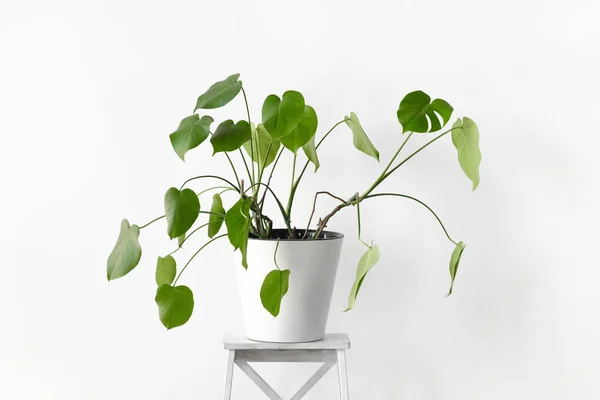 Monstera Swiss Cheese Plant Pot Fleurs Blanches Debout Sur Support — Photo