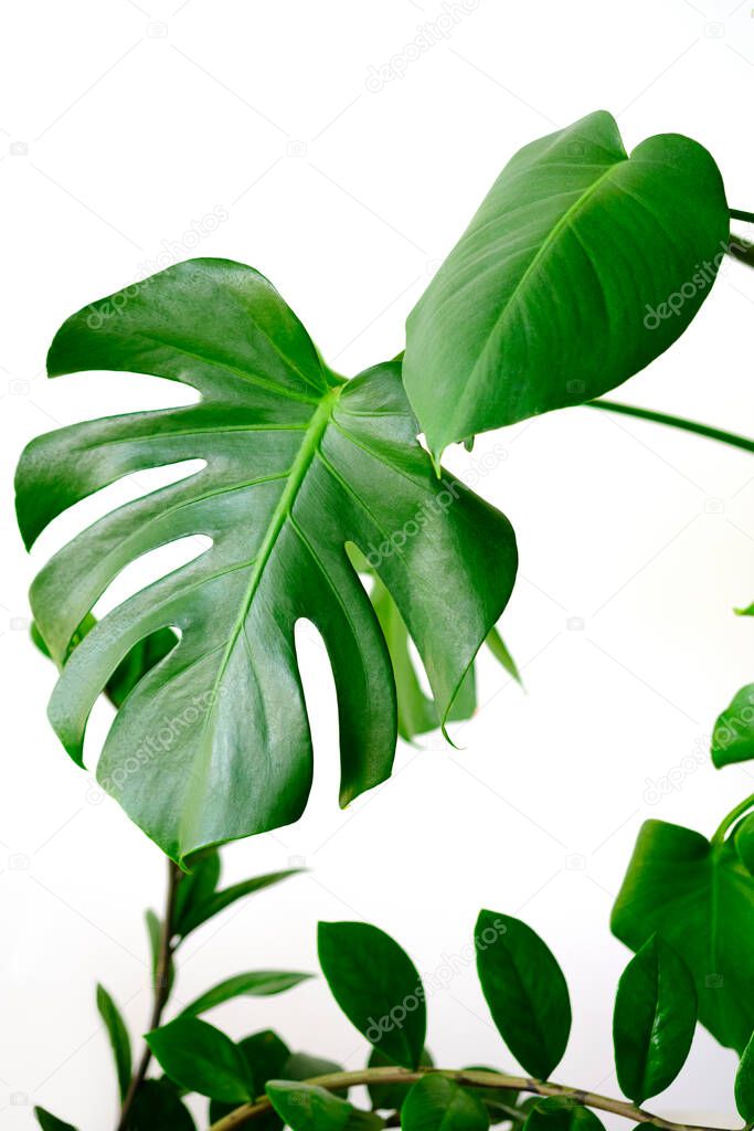 Monstera leaves decorating for composition design.Monstera deliciosa leaf or Swiss cheese plant in pot tropical leaves background. Stylish and minimalistic urban jungle interior.