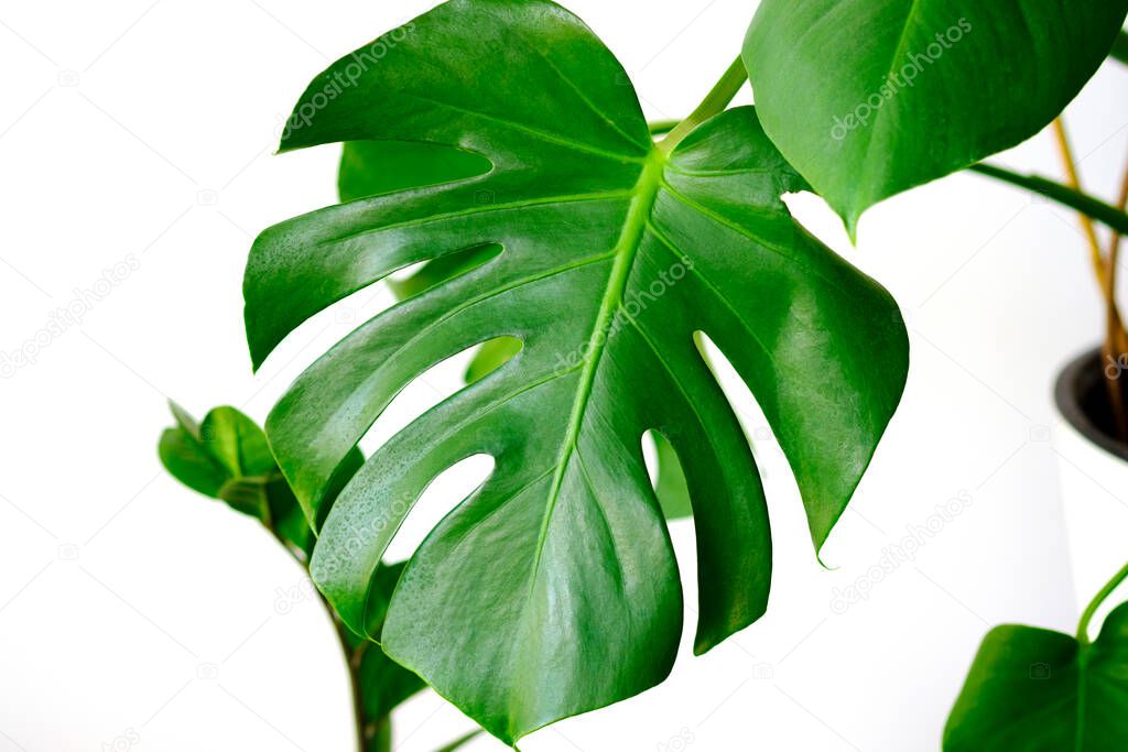 Monstera leaves decorating for composition design.Monstera deliciosa leaf or Swiss cheese plant in pot tropical leaves background. Stylish and minimalistic urban jungle interior.