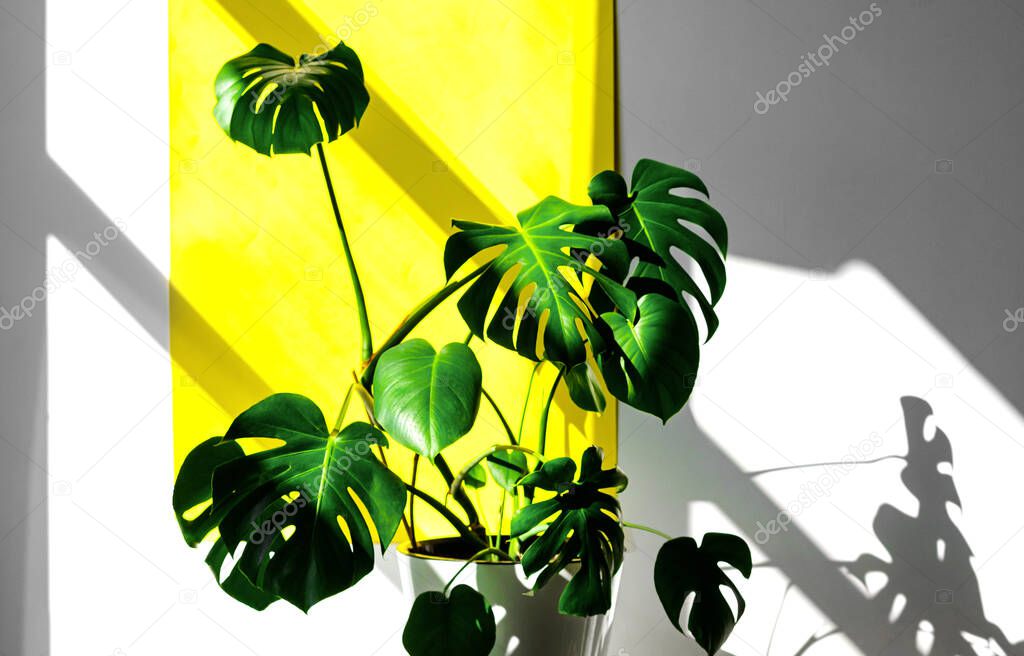 Monstera or Swiss Cheese plant in the sun. Beautiful combination of colors: green, white, yellow. Stylish and minimalistic urban jungle interior