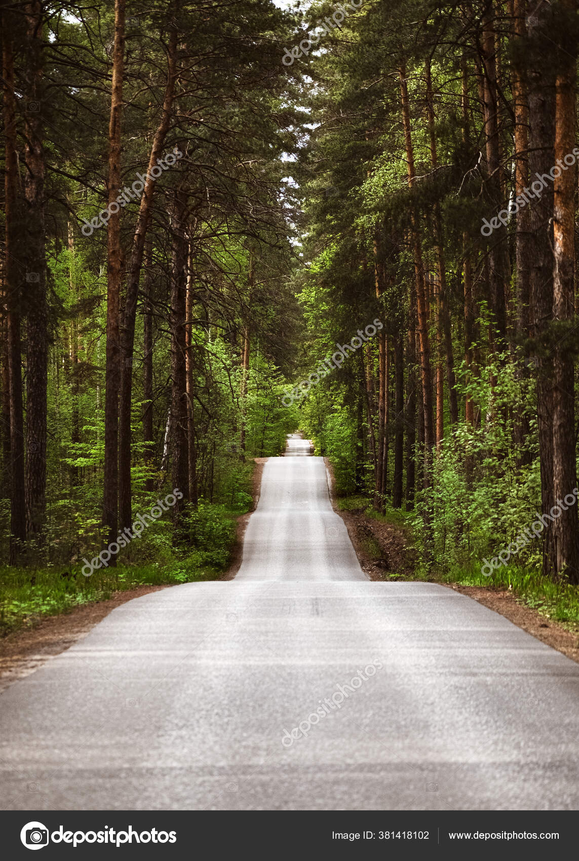 The long road by Larisa Koshkina