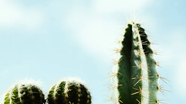 Krásný Pichlavý Kaktus Pozadí Modré Oblohy Čerstvé Šťavnaté Kaktusy Zelený — Stock fotografie