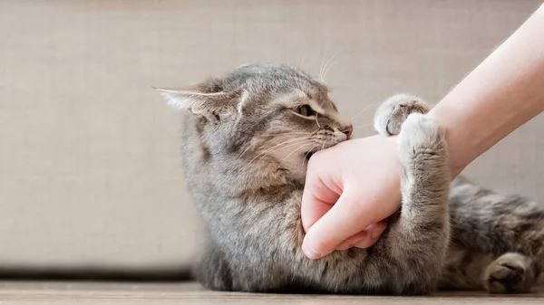 Saldırgan gri kedi sahiplerine saldırdı. Güzel, sevimli bir kedi kadın eliyle oynuyor ve tuhaf duygularla ısırıyor.