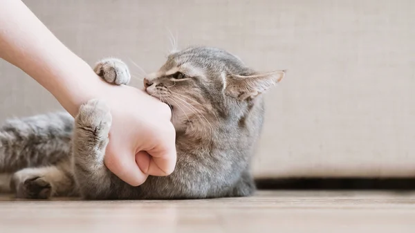 好斗的灰猫袭击了主人的手 漂亮可爱的猫 玩弄女人的手 咬着有趣的感情 — 图库照片