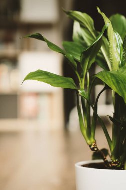 Güzel yeşil bitki Spatthiphyllum (kadınsı mutluluk) oturma odasının arka planında beyaz bir saksı içinde. Bitkilerle, bahçeyle, bahçıvanlıkla ilgilenin..