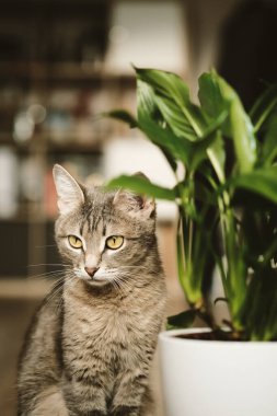 Güzel bir gri kedi oturma odasının arka planındaki beyaz bir saksıda yeşil bitki Spatthiphyllum 'un (kadın mutluluğu) yanında oturuyor. Ev bahçesi. Evcil hayvanlar çiçekler ve hayvanlardır..