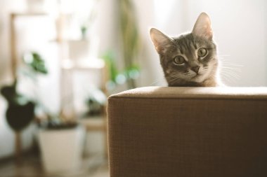 Güzel gri bir kedi koltukta rahat bir şekilde oturur ve beyaz kaplarda çiçeklerin arka planına karşı kameraya bakar. Kedi oturma odasında. Hayvan izolasyondan kurtulmaya yardım eder..