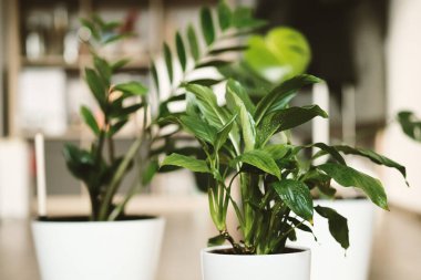 Oturma odasının arka planında beyaz saksılarda iki yeşil bitki Zamioculcas ve Spathiphyllum. Bitkilere ve bahçeye özen ve özen.