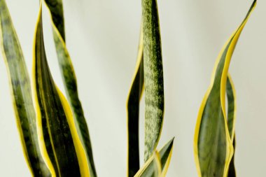 Sansevieria 'nın yakın planında gri bir duvar arkaplanı var. Ev ve Bahçe, Bahçe. Bitki bakımı. Minimalizm kavramı.