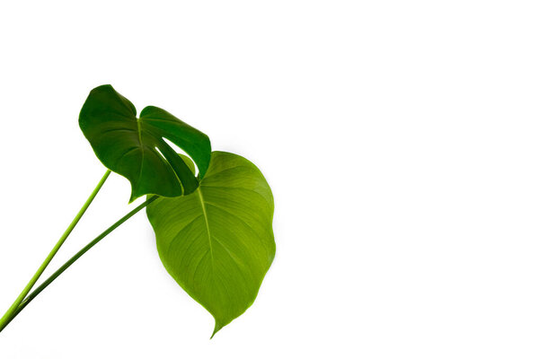 Monstera leaves decorating for composition design.Monstera deliciosa leaf or Swiss cheese plant in pot tropical leaves background. Stylish and minimalistic urban jungle interior.