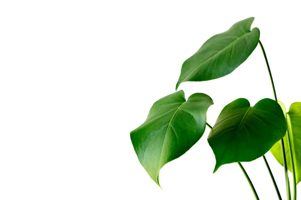 Monstera kompozisyon tasarımı için dekorasyon yapar. Monstera deliciosa yaprağı ya da tropikal yaprak içinde İsviçre peyniri bitkisi. Şık ve minimalist şehir içi..