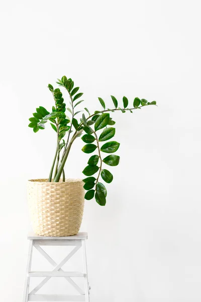 Planta Zamiokulcas Vaso Flores Brancas Sobre Suporte Madeira Fundo Leve — Fotografia de Stock