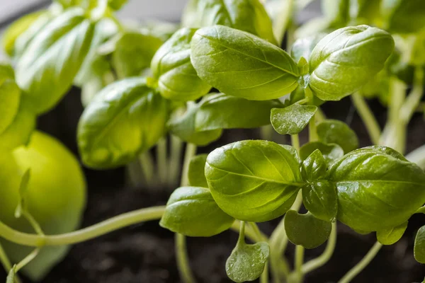 Dapur Kebun Herbal Organik Segar Tanaman Kemangi Hijau Untuk Memasak — Stok Foto