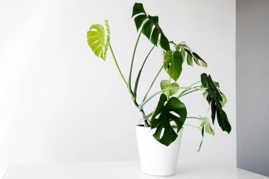 Beyaz bir saksıdaki güzel canavar çiçeği beyaz bir arka plandaki masanın üzerinde duruyor. Minimalizm kavramı. Monstera deliciosa ya da tropikal yapraklarla kaplı İsviçre peyniri bitkisi. Şık ve minimalist şehir içi..