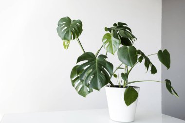Beyaz bir saksıdaki güzel canavar çiçeği beyaz bir arka plandaki masanın üzerinde duruyor. Minimalizm kavramı. Monstera deliciosa ya da tropikal yapraklarla kaplı İsviçre peyniri bitkisi. Şık ve minimalist şehir içi..