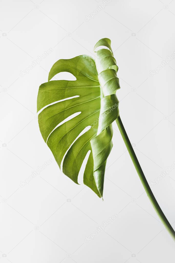 Monstera leaves decorating for composition design.Monstera deliciosa leaf or Swiss cheese plant in pot tropical leaves background. Stylish and minimalistic urban jungle interior.