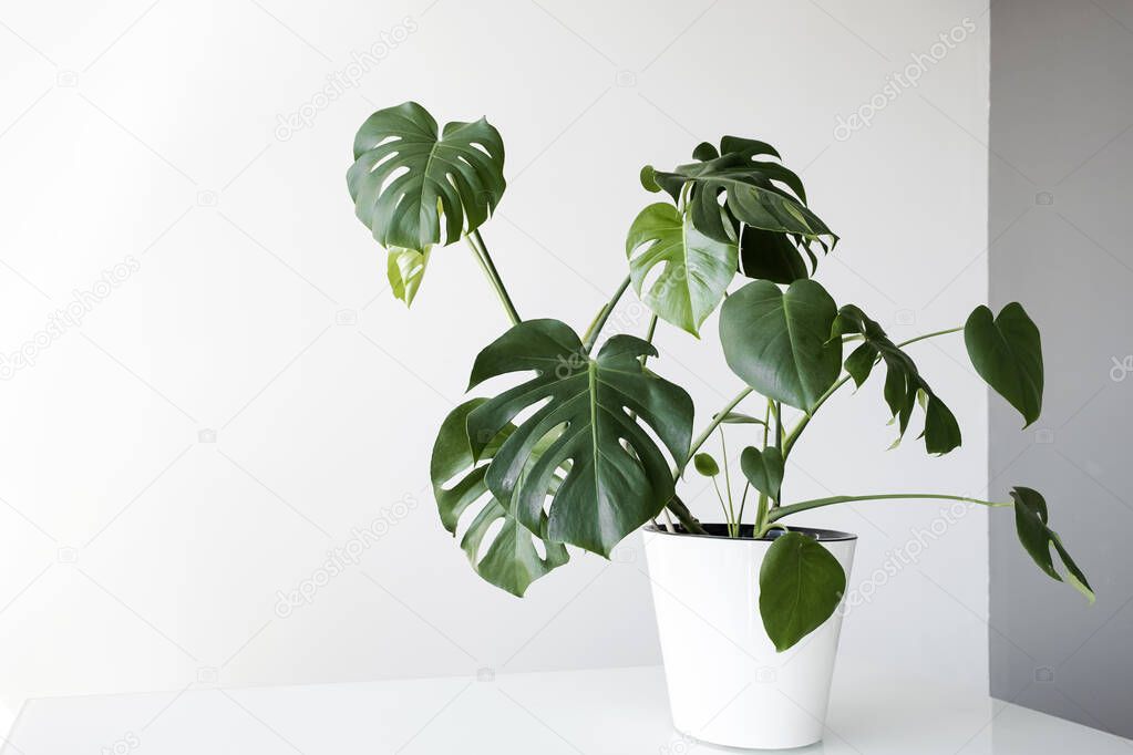 Beautiful monstera flower in a white pot stands on a table on a white background. The concept of minimalism. Monstera deliciosa or Swiss cheese plant in pot tropical leaves background. Stylish and minimalistic urban jungle interior.