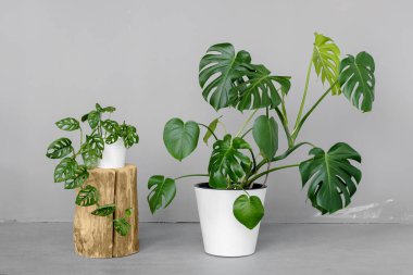Monstera deliciosa ve Monstera Monkey Mask gri bir arka planda duruyor. Minimalizm kavramı. Şık ve minimalist şehir içi..