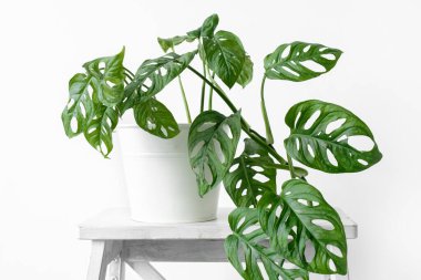 Beyaz tenceredeki güzel canavar çiçeği beyaz arka plandaki beyaz ahşap ayakta duruyor. Minimalizm kavramı. Monstera Monkey Mask veya Monstera obqua in pot. kentsel orman içi.