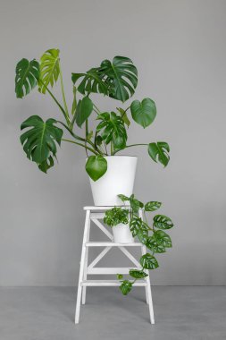 Monstera deliciosa ve Monstera Monkey Mask beyaz tencereler içinde gri arka planda beyaz ahşap bir standın üzerinde dururlar. Minimalizm kavramı. kentsel orman içi.