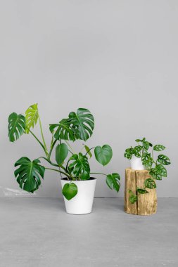 Monstera deliciosa ve Monstera Monkey Mask gri bir arka planda duruyor. Minimalizm kavramı. Şık ve minimalist şehir içi..