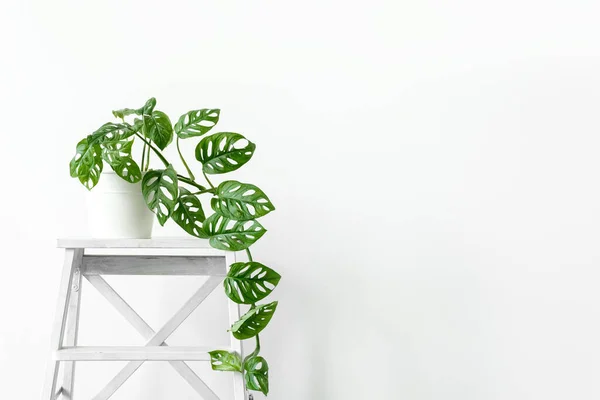Beyaz tenceredeki güzel canavar çiçeği beyaz arka plandaki beyaz ahşap ayakta duruyor. Minimalizm kavramı. Monstera Monkey Mask veya Monstera obqua in pot. kentsel orman içi.
