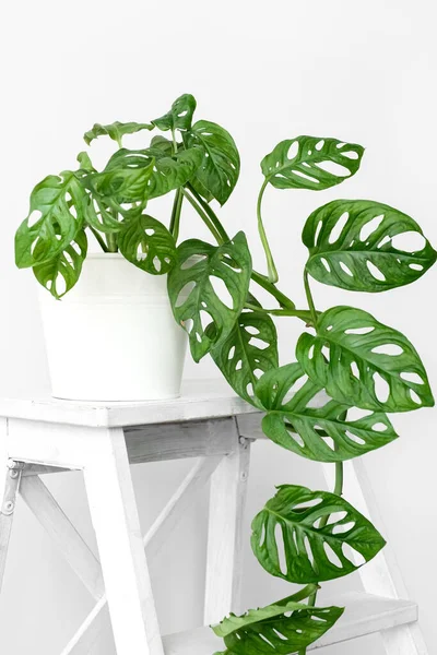 Flor Bonita Monstera Potenciômetro Branco Está Suporte Madeira Branco Fundo — Fotografia de Stock