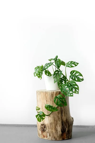 Hermosa Flor Monstera Una Olla Blanca Encuentra Sobre Muñón Madera — Foto de Stock