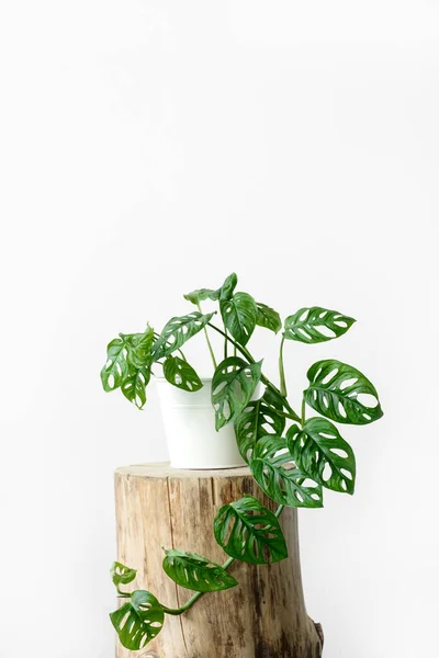 Hermosa Flor Monstera Una Olla Blanca Encuentra Sobre Muñón Madera — Foto de Stock