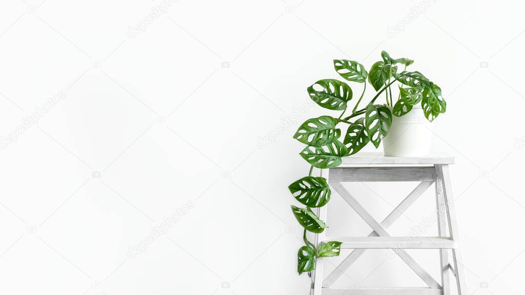 Beautiful monstera flower in a white pot stands on white wooden stand on a white background. The concept of minimalism. Monstera Monkey Mask or Monstera obliqua in pot. urban jungle interior.