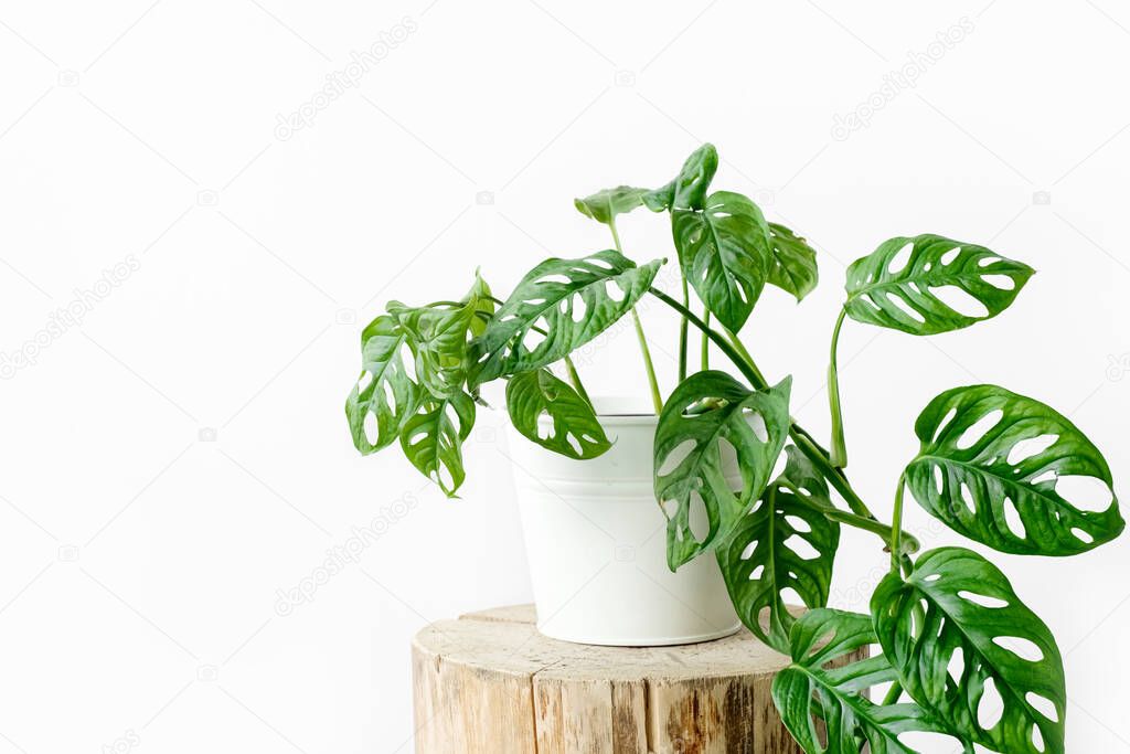 Beautiful Monstera flower in a white pot stands on a wooden stump on a white background. The concept of minimalism. Monstera Monkey Mask or Monstera obliqua.urban jungle interior