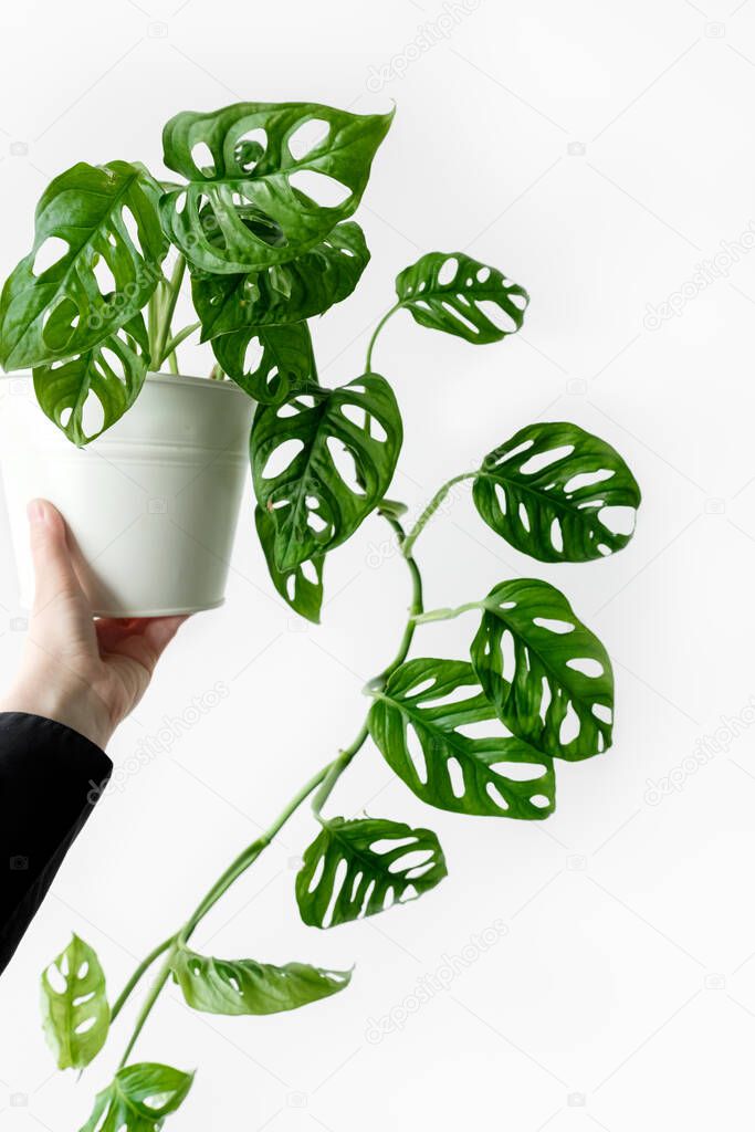 Female hand holds a white pot with a Monstera Monkey Mask on a white wall background. Home plants care concept and minimalism concept. Monstera Monkey Mask or Monstera obliqua in pot.