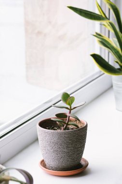 Crassula 'nın küçük sulu bir çeşidi pencere kenarında bir saksının içinde duruyor. Ev bitkileri bakım konsepti. Para Ağacı Crassula Dorothy. Ev için süs bitkisi