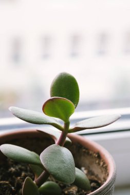 Crassula 'nın küçük sulu bir çeşidi pencere kenarında bir saksının içinde duruyor. Ev bitkileri bakım konsepti. Para Ağacı Crassula Dorothy. Ev için süs bitkisi