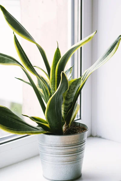 Sansevieria home plant stands in a flower pot on the windowsill. Home plants care concept. Decorative plant for home