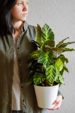 Yeşil tişörtlü koyu renk saçlı genç bir kız elinde güzel bir Calathea çiçeğini (Arrowroot Family) beyaz bir tencerede tutar. Ev bitkileri bakım konsepti.