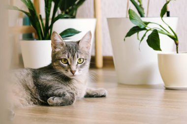 Güzel, yetişkin, gri bir kedi, bir apartmanın zemininde, kapalı alan çiçeklerinin arka planında yatıyor. Modern bir İskandinav tarzı daire.