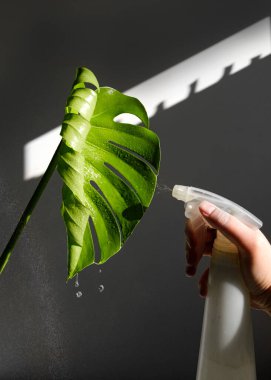 Kızın biri arka planda Monstera Deliciosa ya da Swiss peynir bitkisine sprey sıkıyor. Bitkiden bir damla su akıyor. Sudan gökkuşağı. Ev bitkileriyle ilgilen..