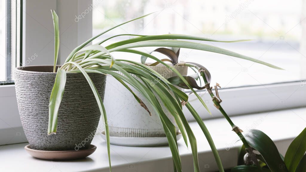 Chlorophytum comosum home plant stands in a flower pot on the windowsill. Home plants care concept. Decorative plant for home