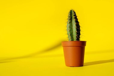 Keskin uzun dikenli kaktüsleri ve sarı arka planda terakotta tenceresinde dikenleri olan kaktüsler. Minimalizm ve bitki bakımı kavramı. Ev bahçesi, ev bitkileri. Metin için yer