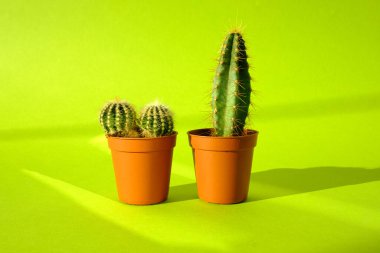 Keskin uzun dikenleri olan kaktüsler ve parlak yeşil bir arka planda bir terakotta tenceresinde dikenler. Minimalizm ve bitki bakımı kavramı. Ev bahçesi, ev bitkileri.