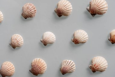 Pastel gri arka planda farklı deniz kabukları deseni. Üst manzara, düz yatış. Yaz kavramı. Deniz yaz tatili geçmişi. Tam çerçeve bileşimi