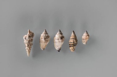 Değişik deniz kabuklarının deseni pastel gri arka planda bir sıra halinde dizilmiştir. Üst manzara, düz yatış. Yaz kavramı. Deniz yaz tatili geçmişi.