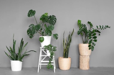 Şık mekan, çeşitli tencereleri olan birçok modern yeşil bitkilerle doludur. Modern ev bahçesi kompozisyonu. Şık ve minimalist şehir içi ormanı. Botanik bahçesi
