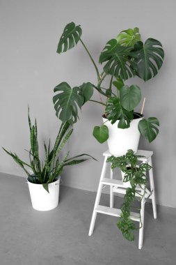 Monstera deliciosa, Monstera Monstera Monstera Maymunu ve Sansevieria gri bir duvara karşı beyaz saksılarda. Şık mekan, çeşitli tencereleri olan birçok modern yeşil bitkilerle doludur. Botanik bahçesi