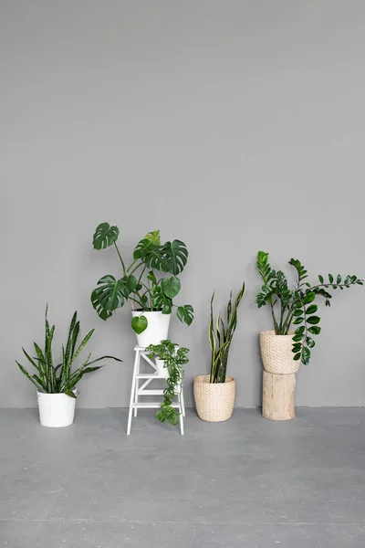 Stylish Space Filled Many Modern Green Plants Various Pots Modern — Stock Photo, Image