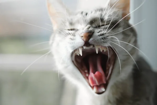 Ritratto Ravvicinato Gatto Grigio Sbadigliante Gatto Spalancò Bocca Immagine Clinica — Foto Stock