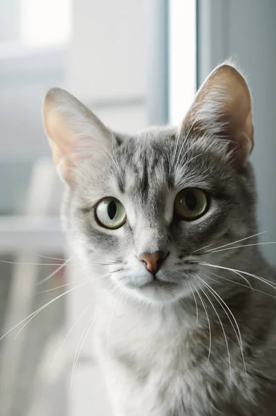 一只长着黄色眼睛的漂亮灰猫的特写 一只家猫坐在窗台上观看正在发生的事情 图像用于兽医诊所 猫的现场 猫的食物 — 图库照片