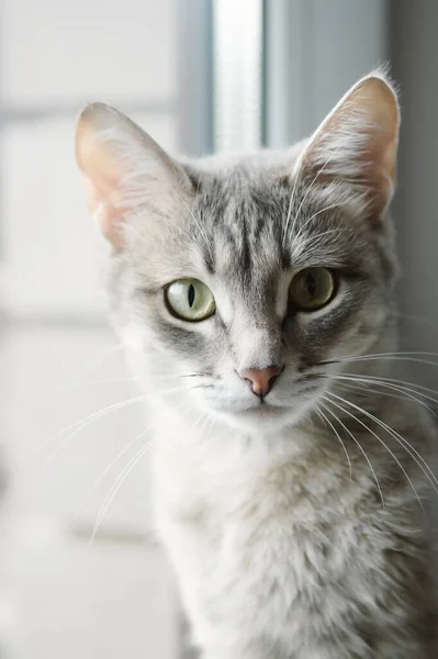 Sarı Gözlü Güzel Gri Bir Kedinin Yakın Plan Portresi Evcil — Stok fotoğraf